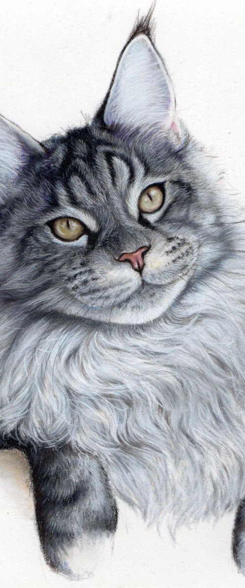 Grey cat on white by Tatjana Bril