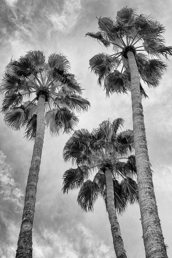 UNDER THE PALMS Palm Springs CA