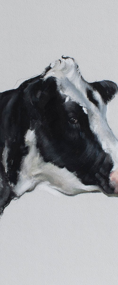 Cow Portrait by Matt Foy