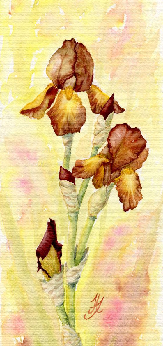 Brown Irises