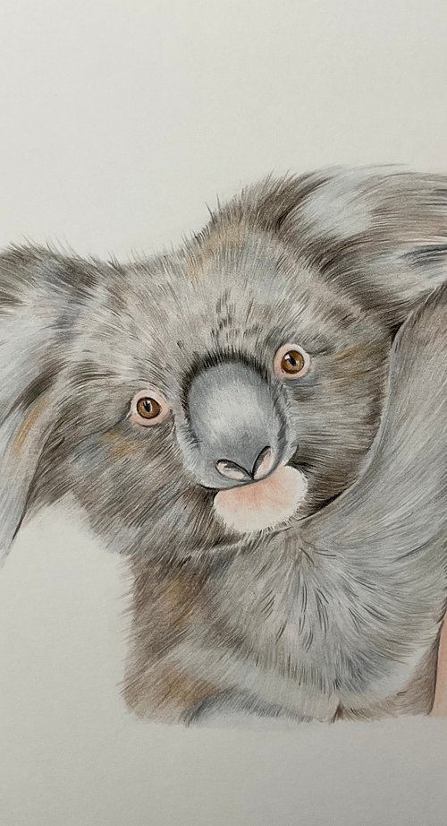 Koala pencil drawing on paper by Bethany Taylor