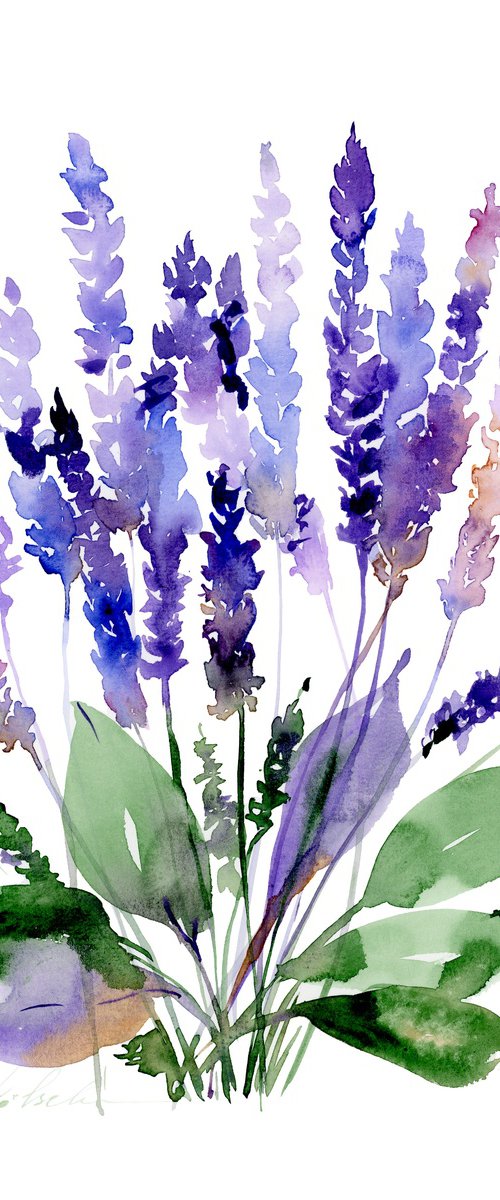 Purple lavender watercolor by Olga Koelsch