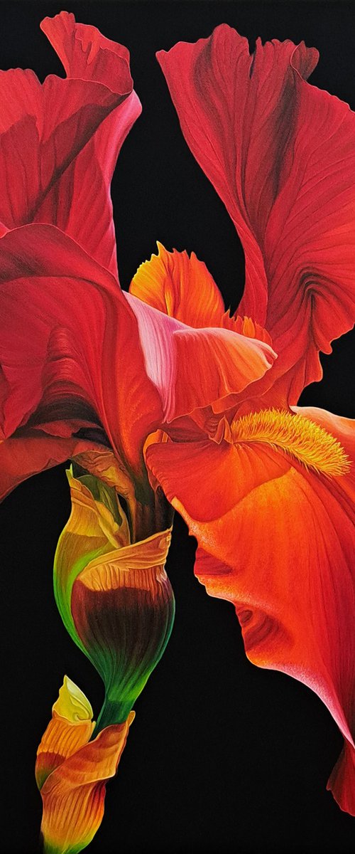 Portrait of Iris. Scarlet by Anna Steshenko