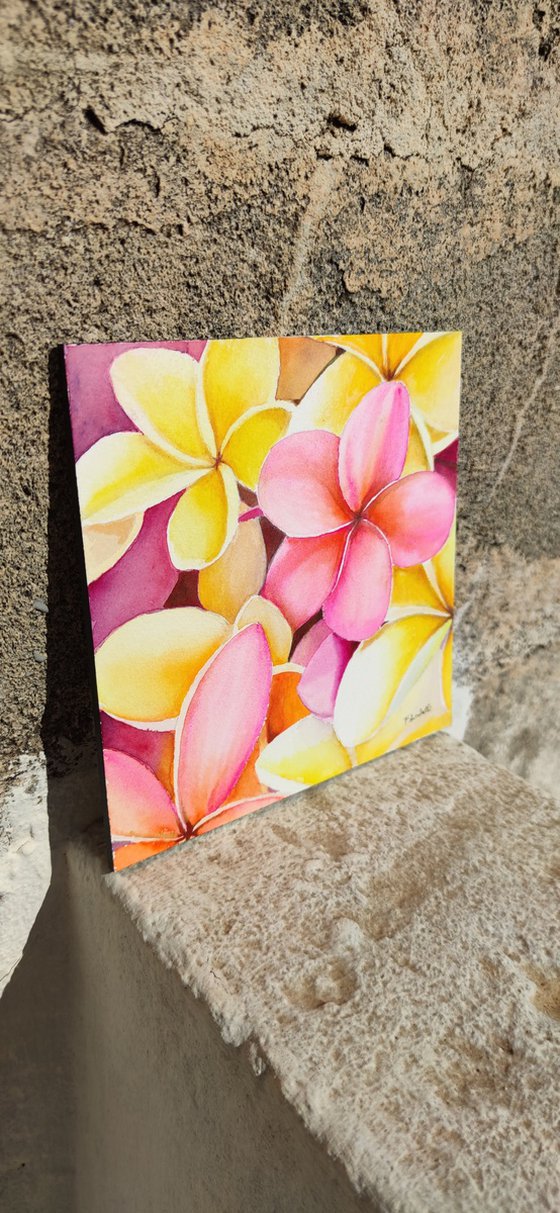 Frangipani