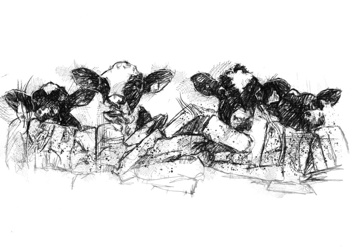 Belted Galloways by Sean Briggs