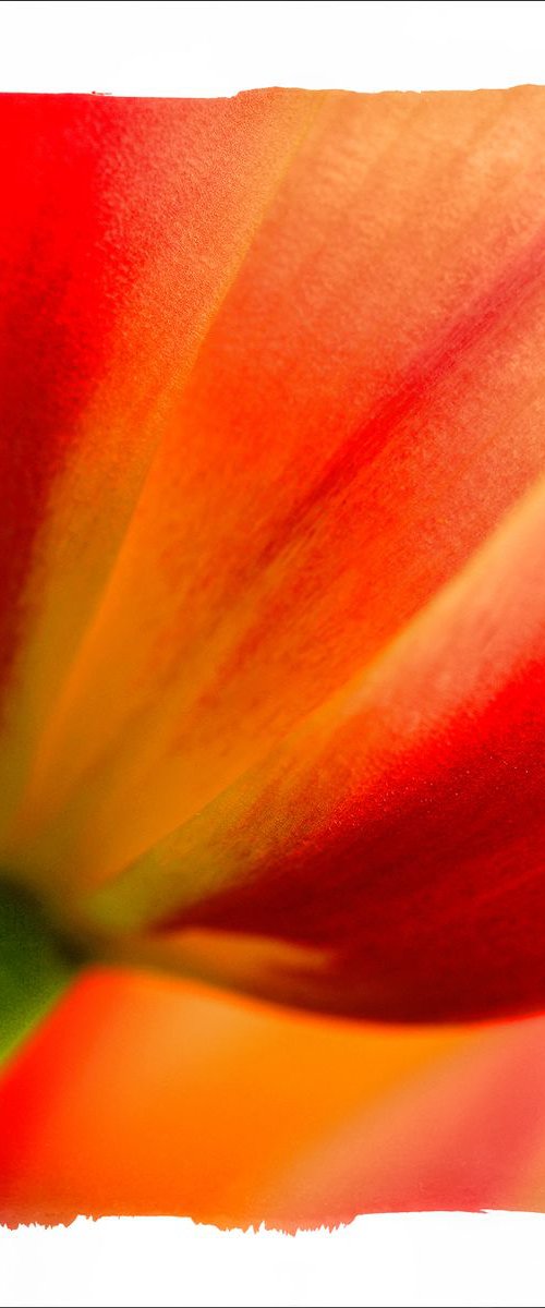 Floral Art...Tulip by Martin  Fry