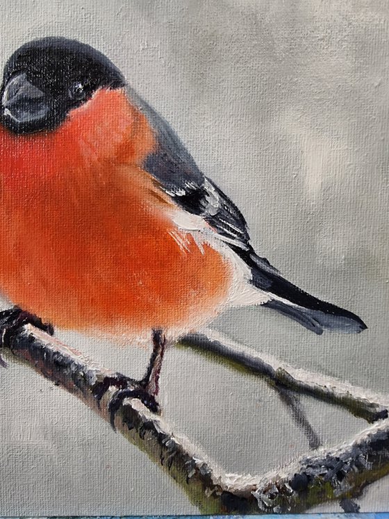 "Winter fire." Bullfinch birds 2021