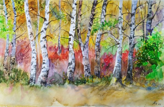 Birch forest