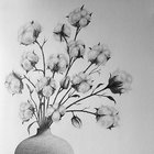 Cotton