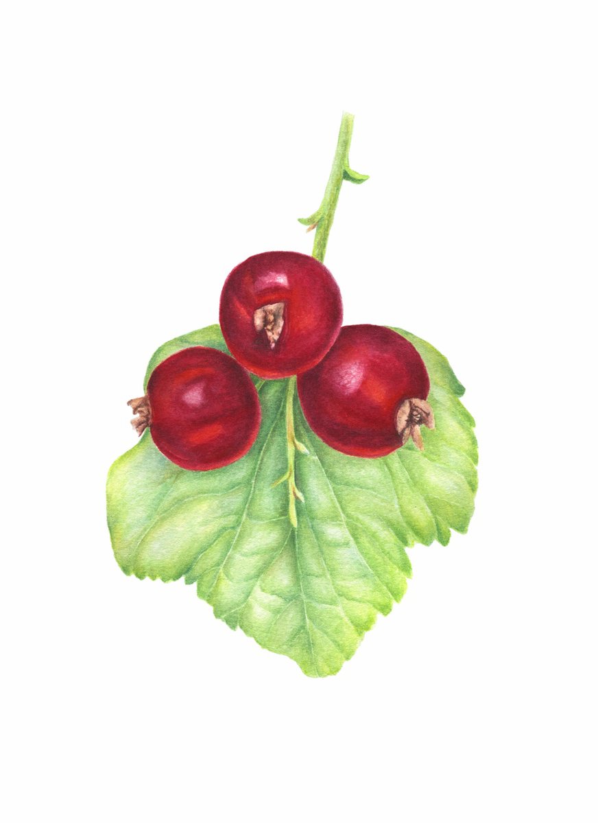 Redberry Ribes rubrum by Alona Hrinchuk