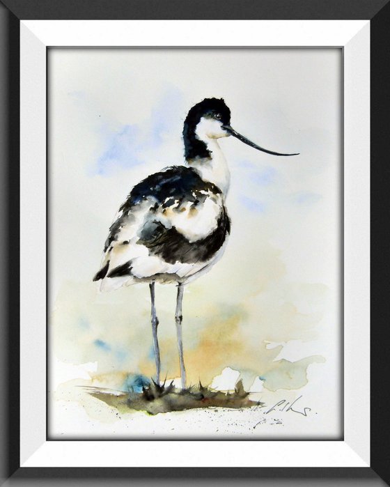 Avocet