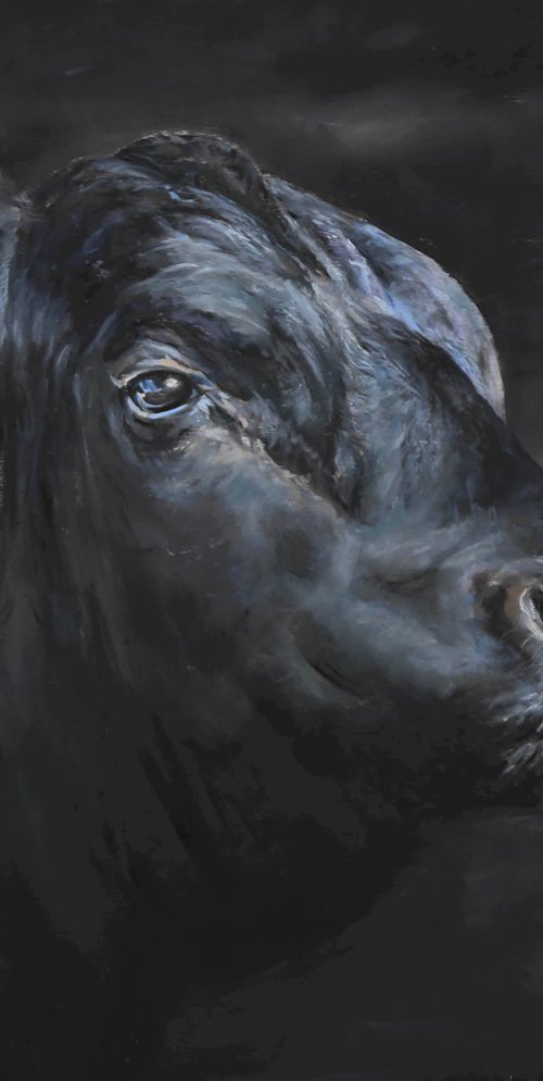 Aberdeen Angus bull by Una Hurst