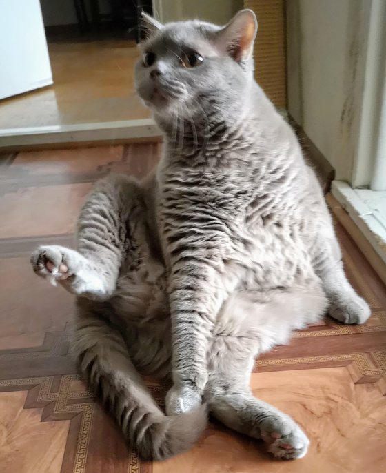 Yoga Cat