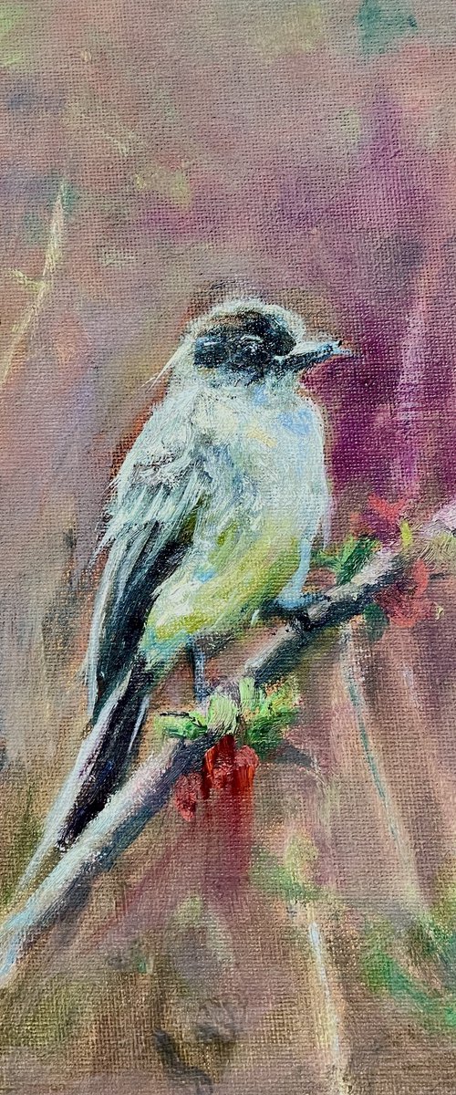 Eastern Phoebe by soonja cook