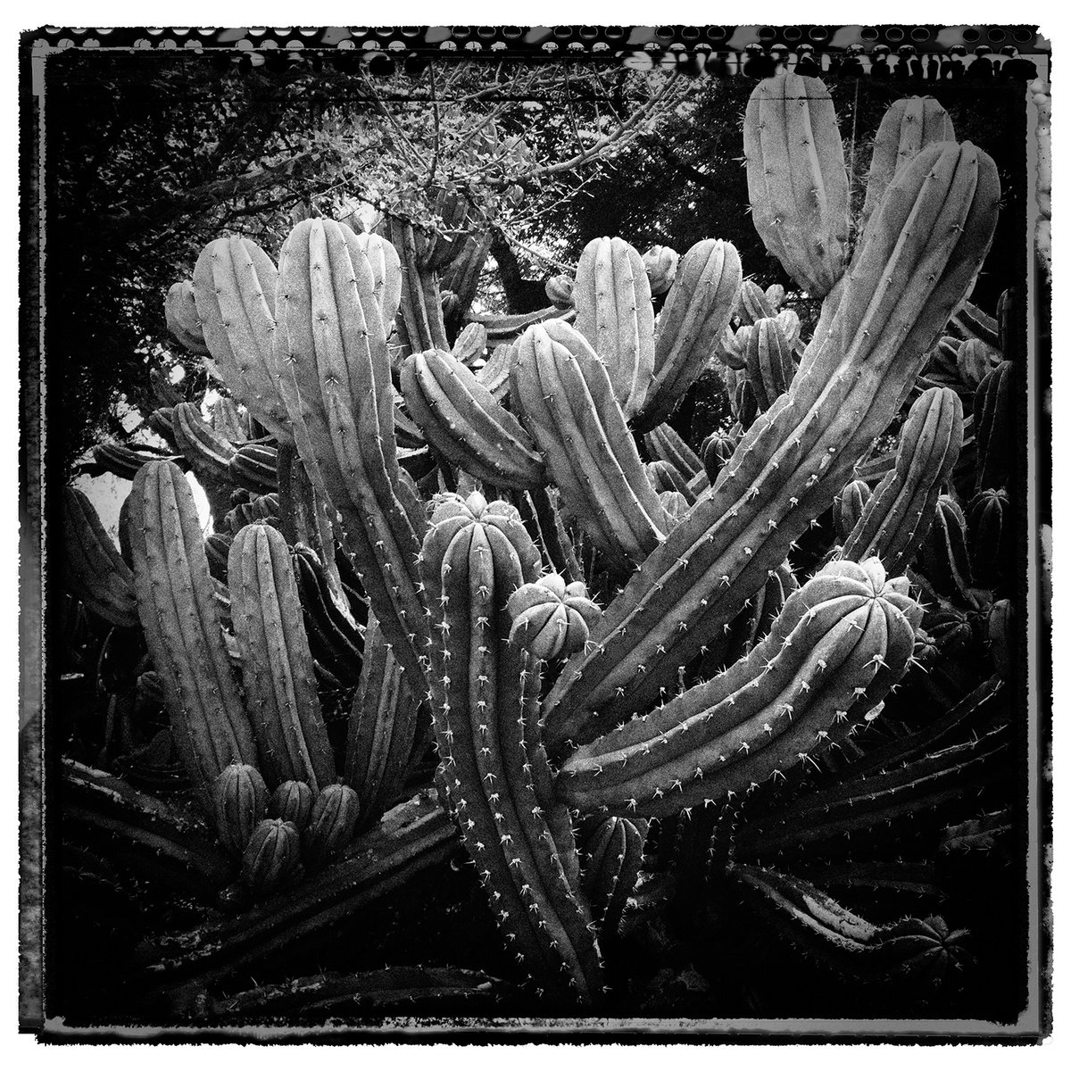 Photorealistic Botanical Photograph By Heike Bohnstengel, 12 X 12, Cactus, La, Original Artwork