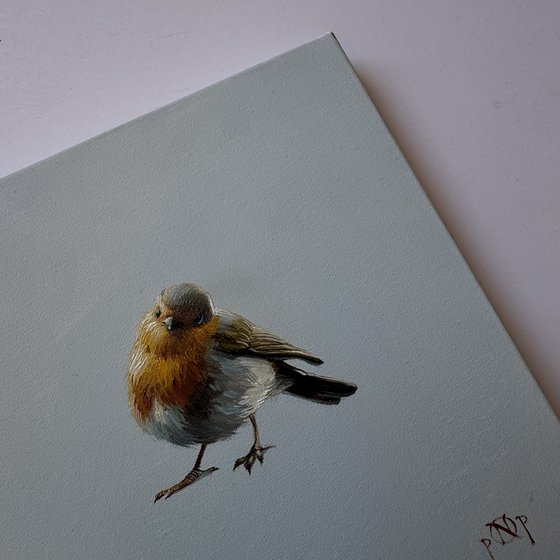 Robin bird