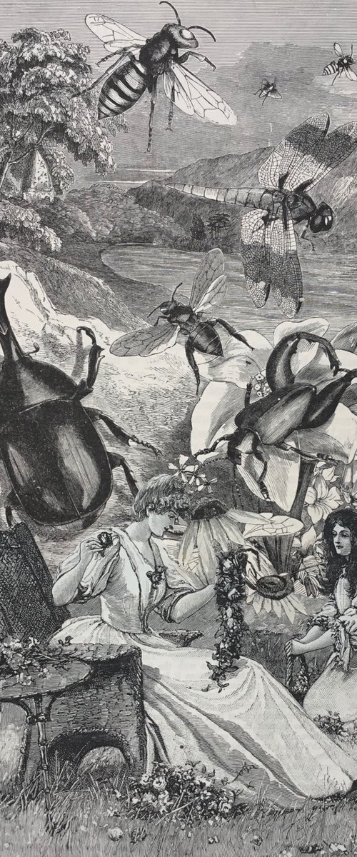 bees, beetles and dragonflies by Tudor Evans