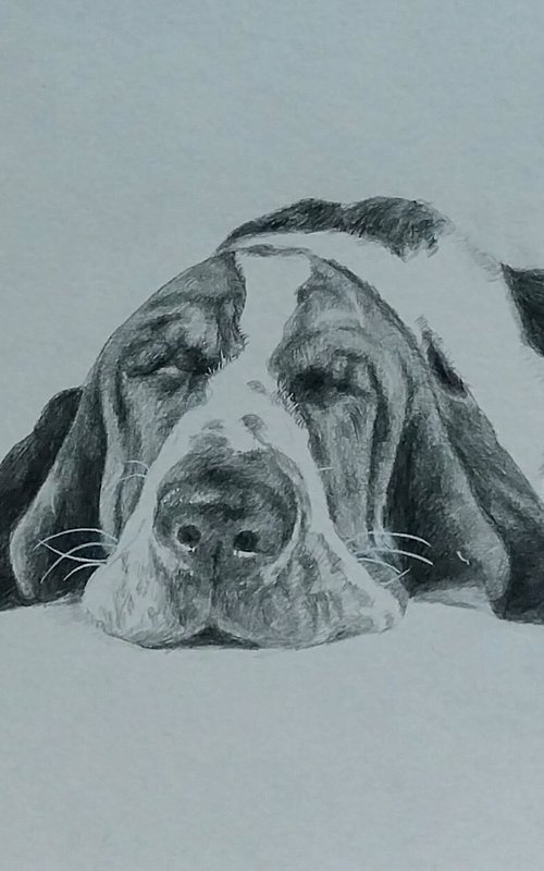 Basset by Vahan Shakhramanyan