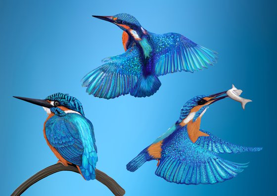 Collection of Kingfishers