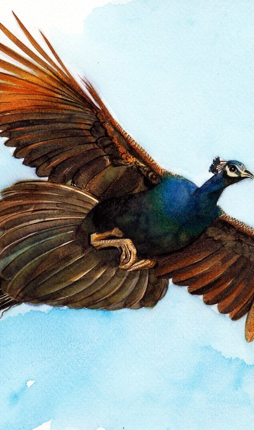 PEACOCK - BIRD XCVIII by REME Jr.