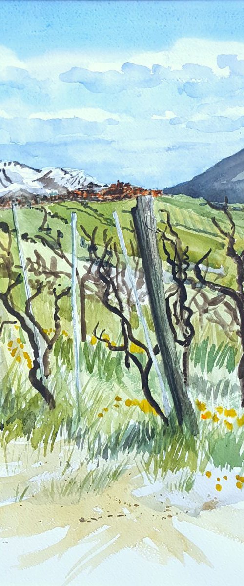 Vineyards, Bassano by Morag Paul