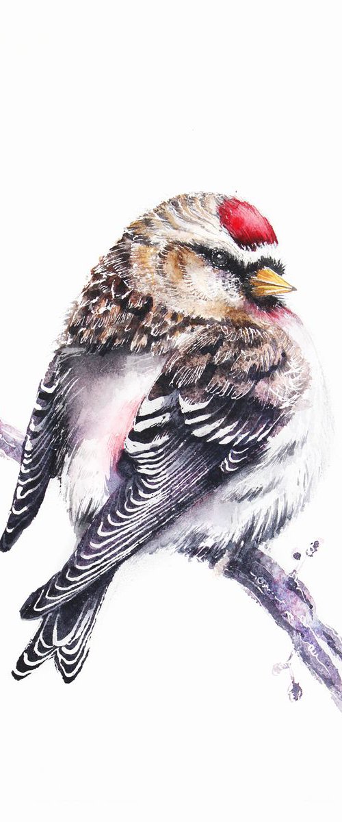 Common Redpoll,  birds, wildlife watercolours by Karolina Kijak