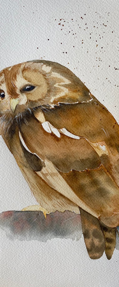 Tawny owl watercolour painting by Bethany Taylor