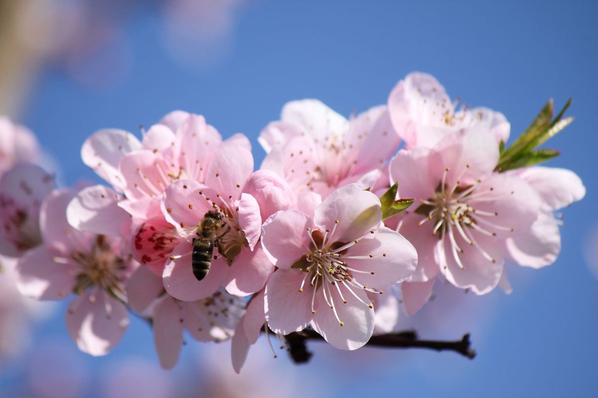 Peach blossom and bee by Sonja  Cvorovic