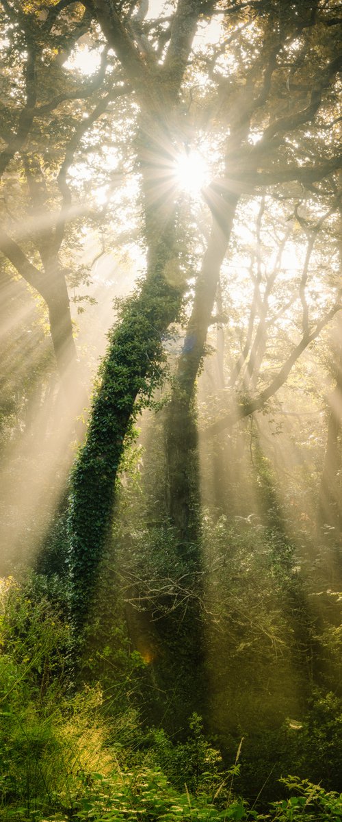 Idless woods Sunrays by Paul Nash