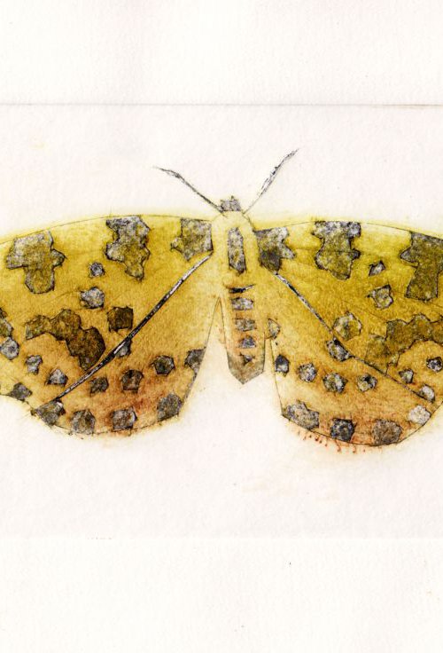 Speckled Yellow Moth by Drusilla  Cole