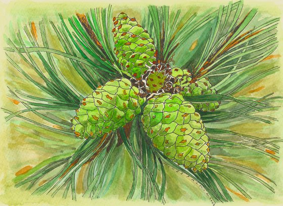 PINE CONES V