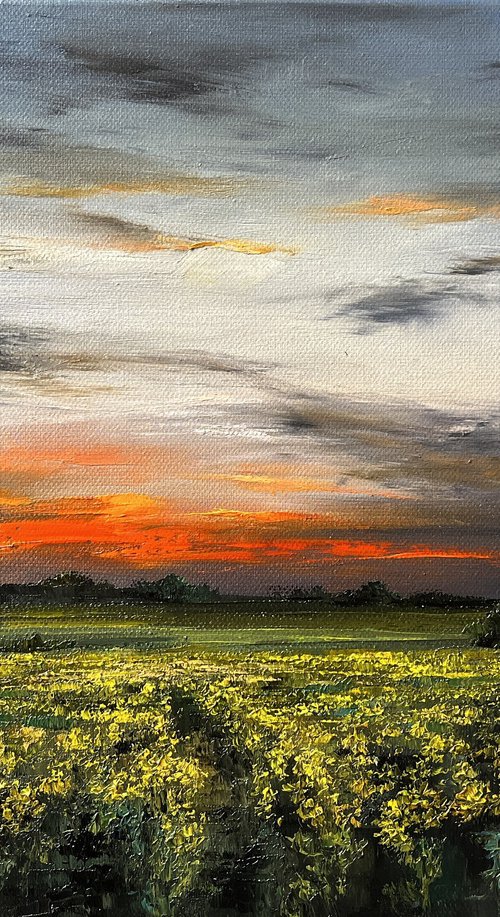 Rapeseed by Sunset by Kimberley  Harris