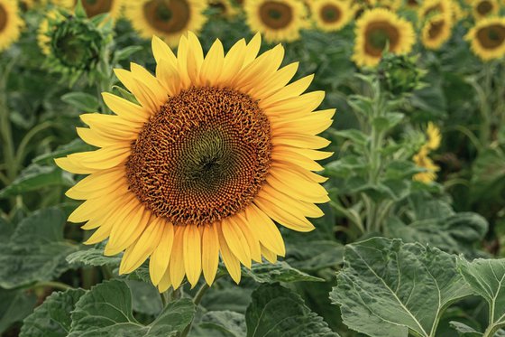 Sunflowers are blooming again