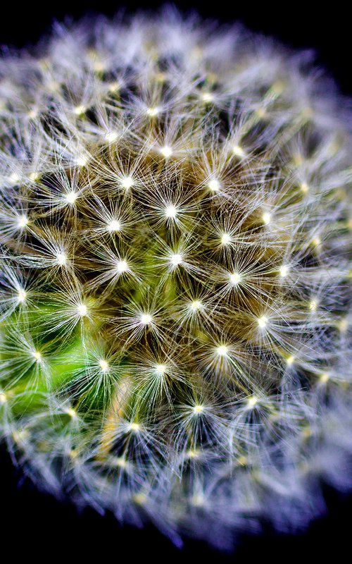 DANDELION (LIMITED EDITION 3/20) 24" X 16" by Laura Fitzpatrick