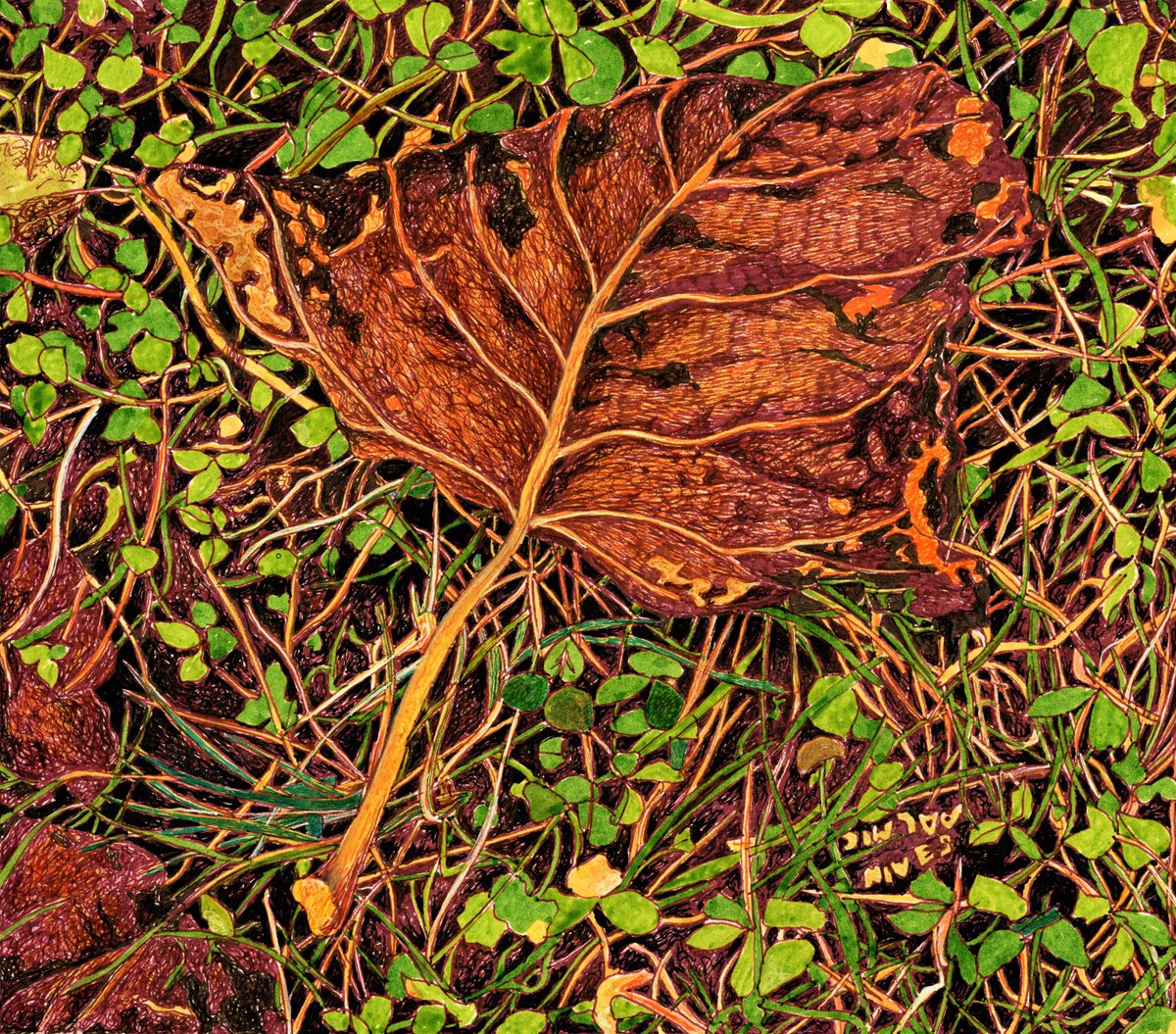 Photorealistic Botanical Ink Drawing By Nives Palmic, 8 X 7", Autumn Fairy Ii, Original Artwork