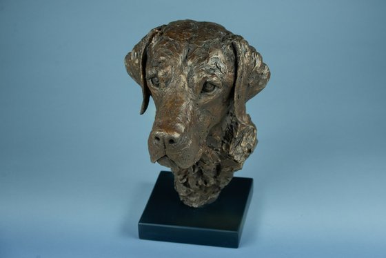 Labrador Portrait 3 BR