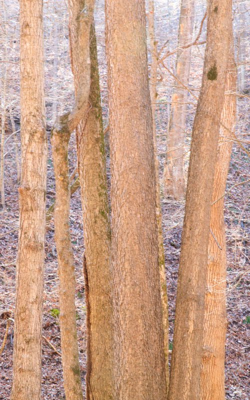 Spring Ringing by Kevin Cloughley