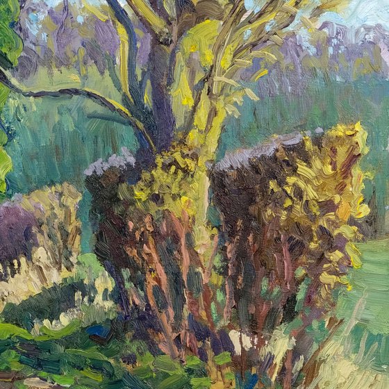 Terrington Trees, February