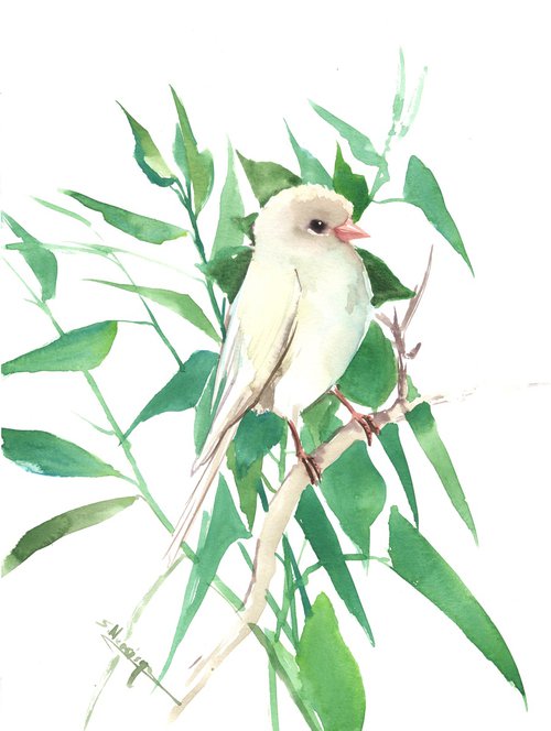 white Canary Bird  Watercolor Bird painting by Suren Nersisyan