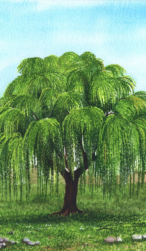 Weeping Willow Tree by Shweta  Mahajan