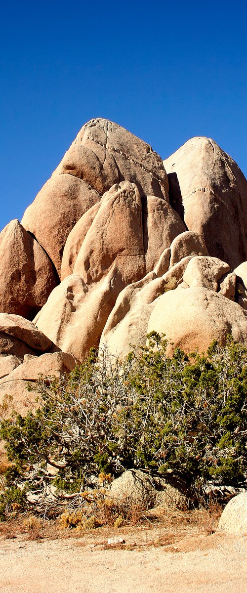 ROCK STAR Joshua Tree National Park by William Dey