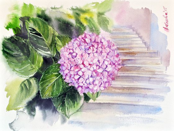 A Hydrangea from Grimaud