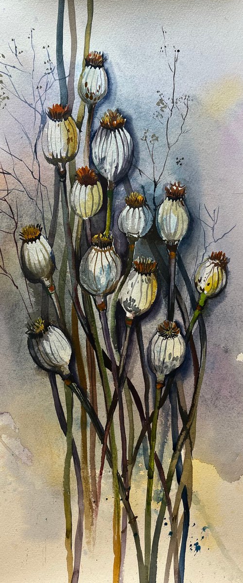 Dry Poppies by Maria Kireev