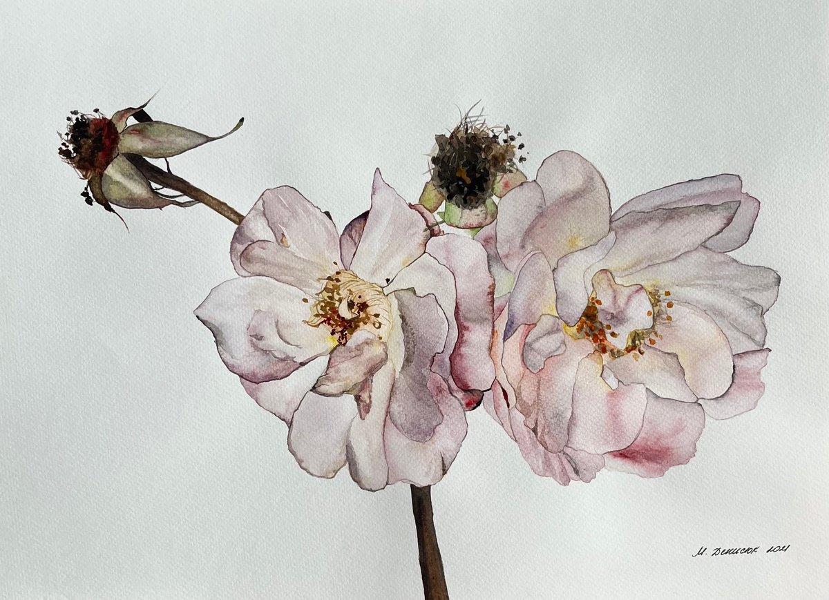 Photorealistic Botanical Watercolour By Myroslava Denysyuk, 17 X 12", Duo Roses Pastel, Original Artwork