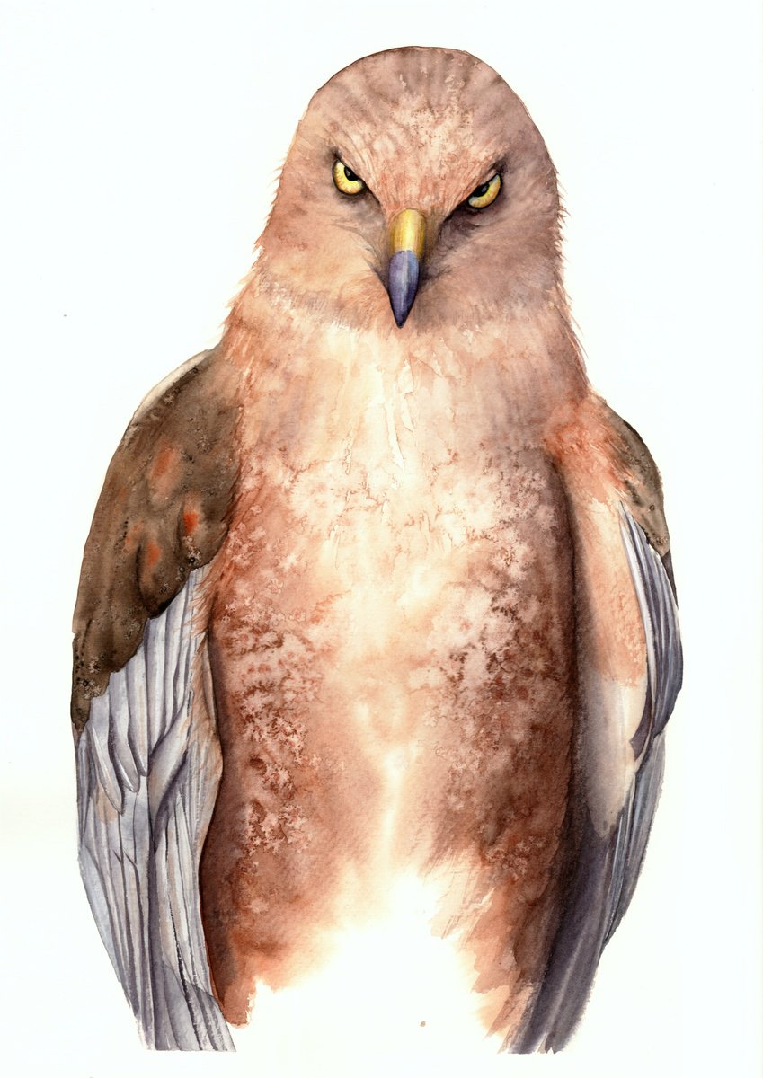 Photorealistic Animal Watercolour By Tetiana Savchenko, 13 X 17", Eagle In Gray Brown Shades, Original Artwork