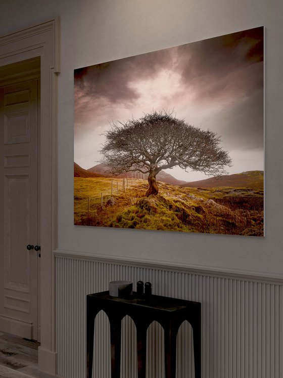 The One Tree, Isle of Skye