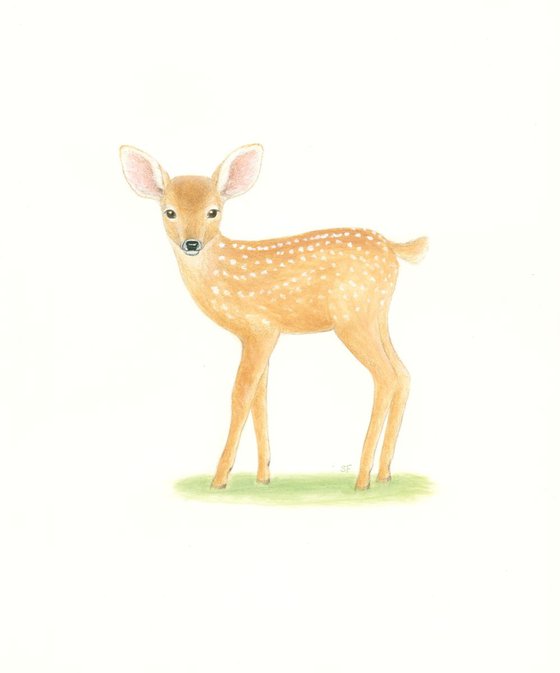 Little Fawn