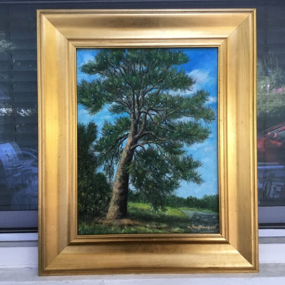 The OLD RUGGED PINE -SOLD