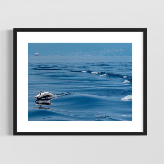 DOLPHIN LIFE