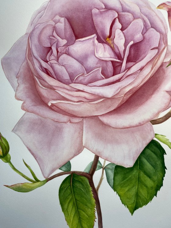 Pink Royal Rose